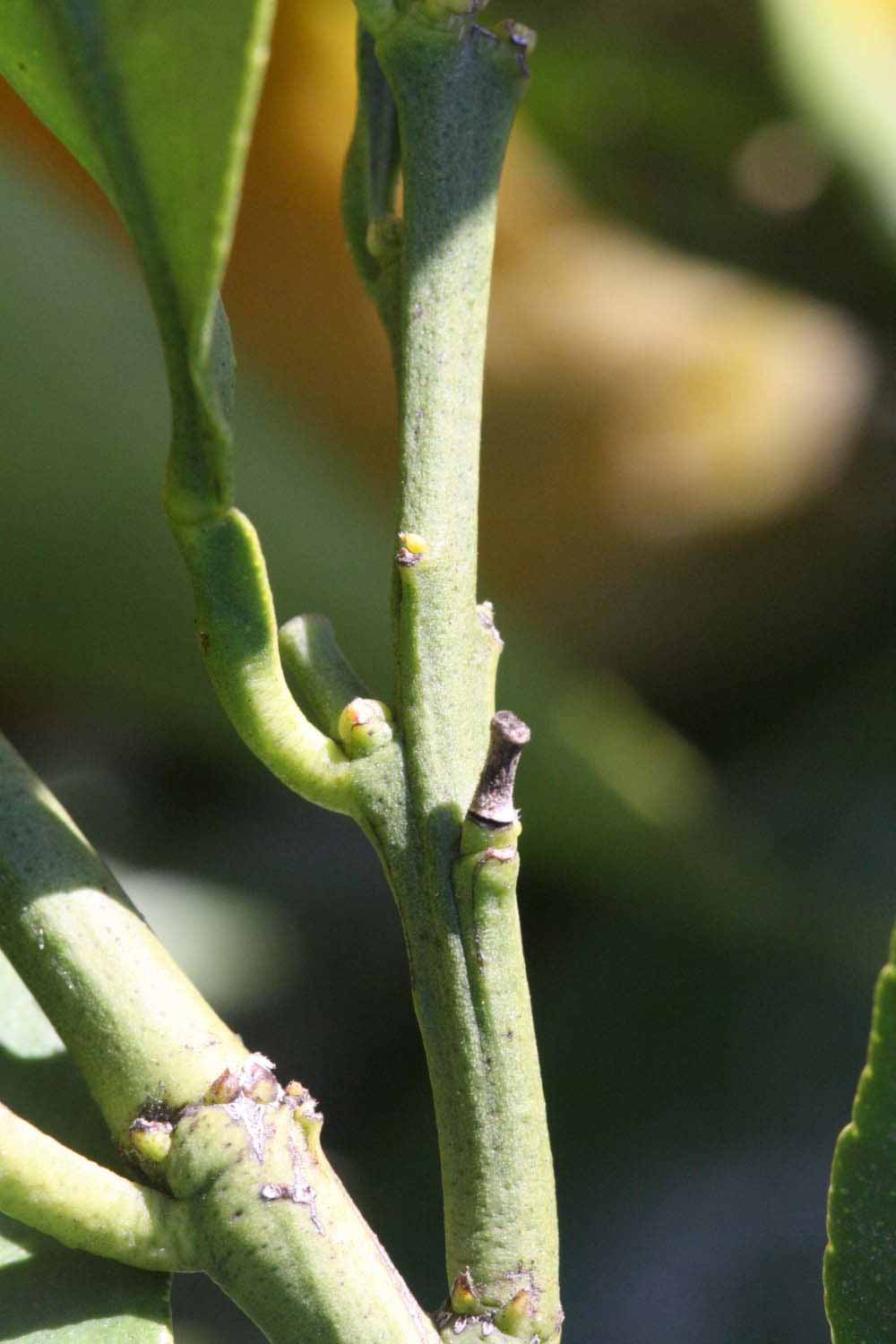              First year twig (Riverside, CA)       